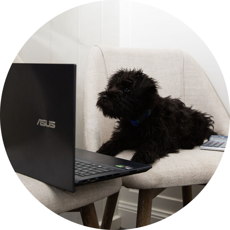 office dogs bendigo